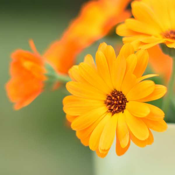 Un peu, beaucoup, à la folie - Sachet de graines Calendula