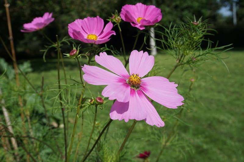 Bisous Fleuris - Sachet de graines de Cosmos