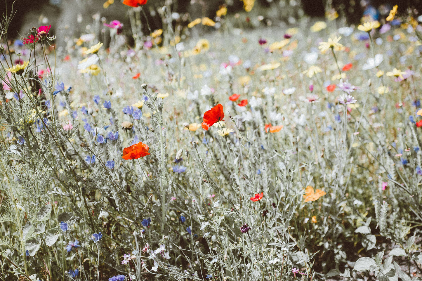 Tu es mon soleil - Sachets de graine de Fleurs des Champs